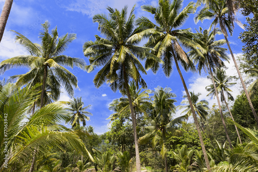 Coconut palm heads on blue sky