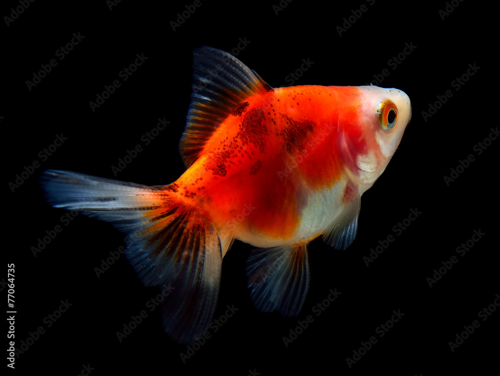gold fish isolated on black gold fish isolated on black