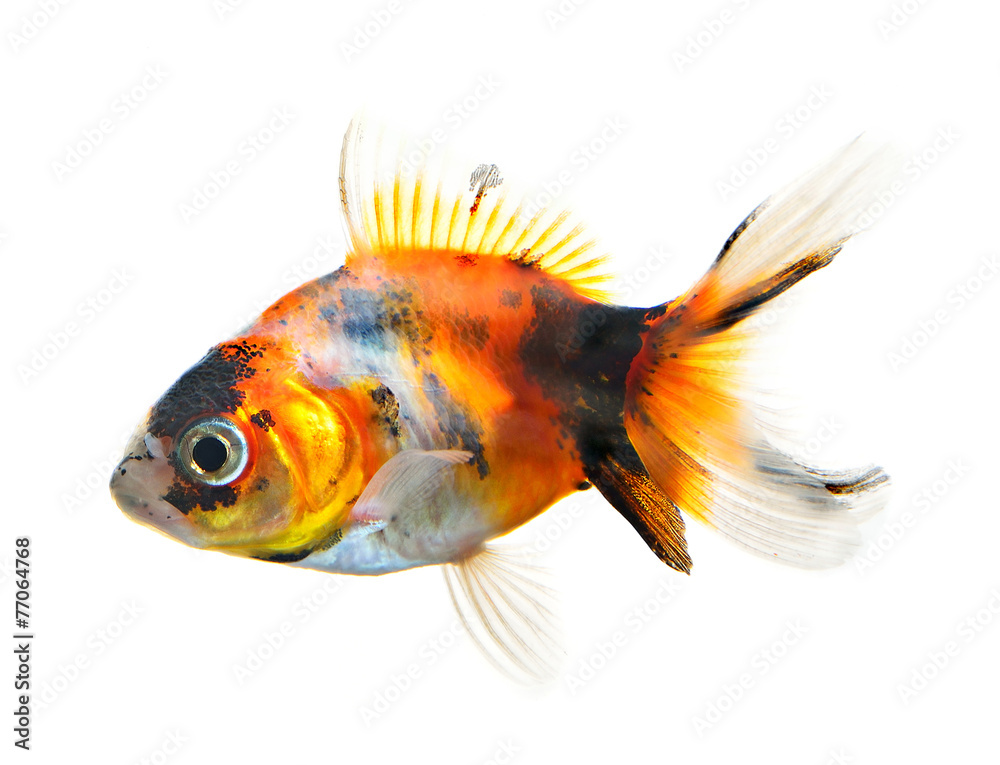 gold fish isolated on white