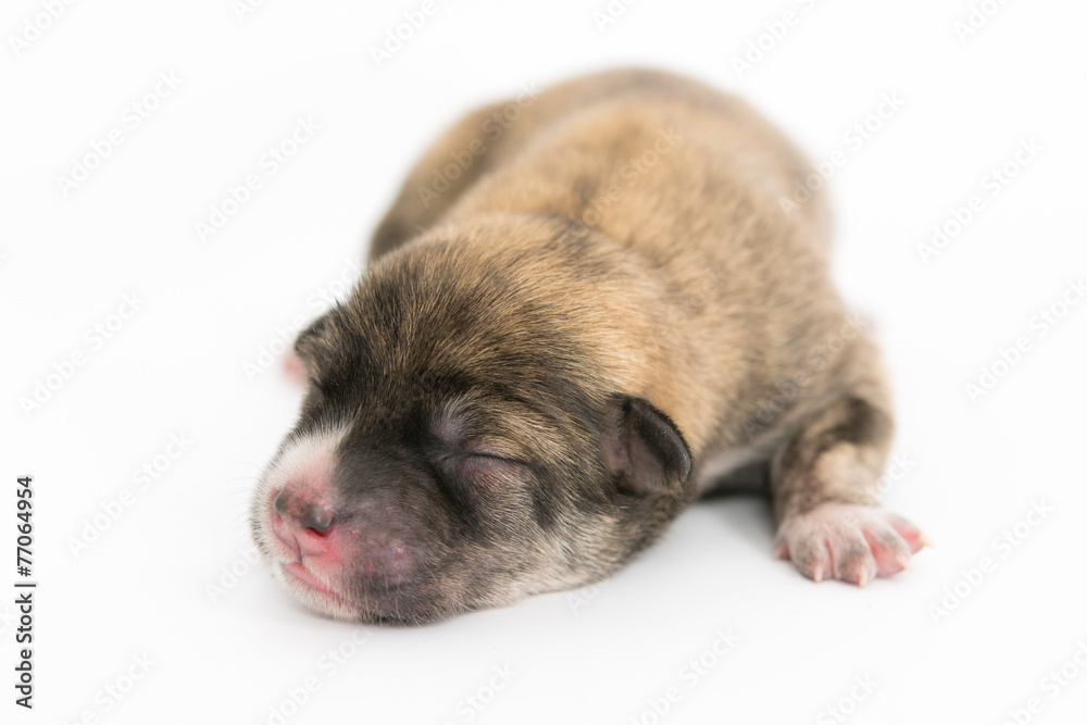 One day for newborn pup One day for newborn pup