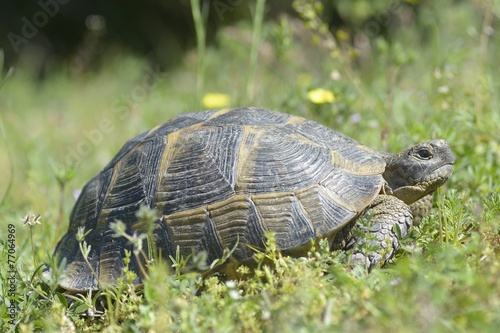 The spur-thighed tortoise or Greek tortoise (Testudo graeca)
