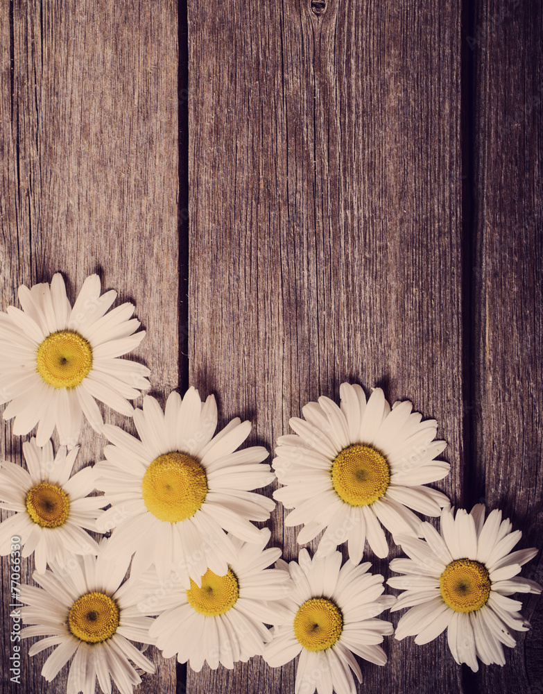 Obraz premium Fresh chamomile flowers on the wooden table