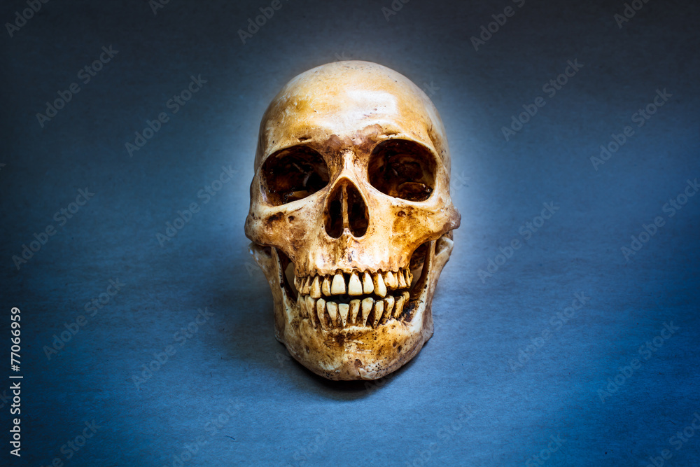 Human skull. Human skull.
