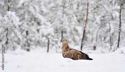 White-tailed eagle on snow in the bog © Erik Mandre