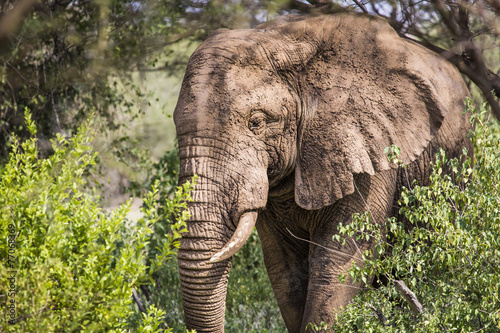 Huge African elephant bull,Tarangire National Park,Tanzania