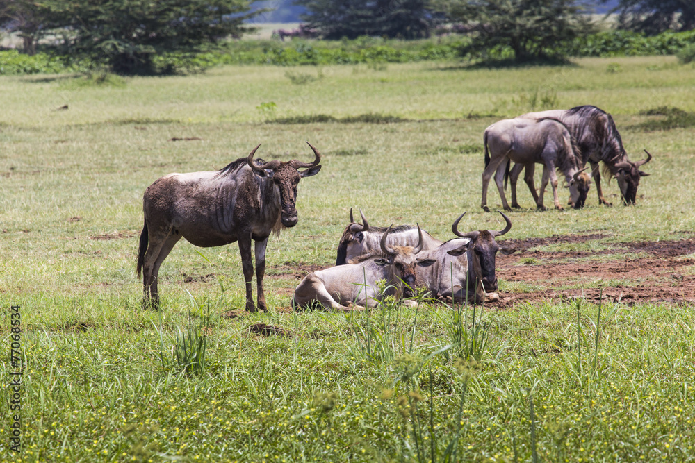 Wildebeests (Connochaetes Taurinus) Walking on Line, Ngorongoro Wildebeests (Connochaetes Taurinus) Walking on Line, Ngorongoro