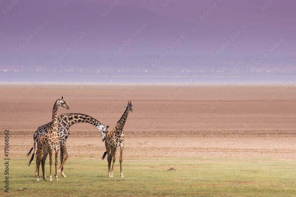 Naklejka premium Giraffes in Lake Manyara national park, Tanzania