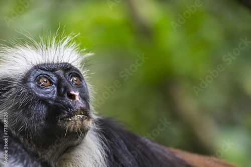 Endangered Zanzibar red colobus monkey (Procolobus kirkii), Joza photo