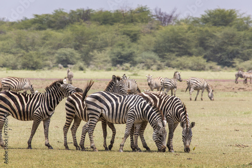 Zebra in the grass  Ngorongoro Crater  Tanzania.