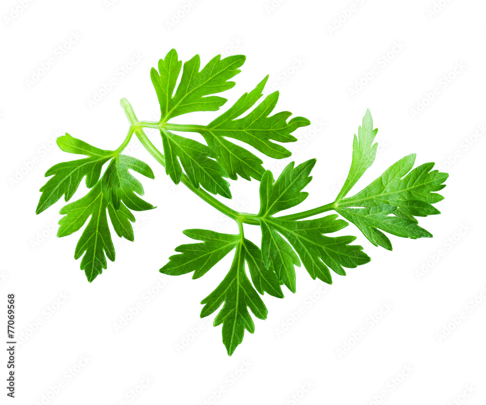 Fototapeta premium Parsley isolated on white background