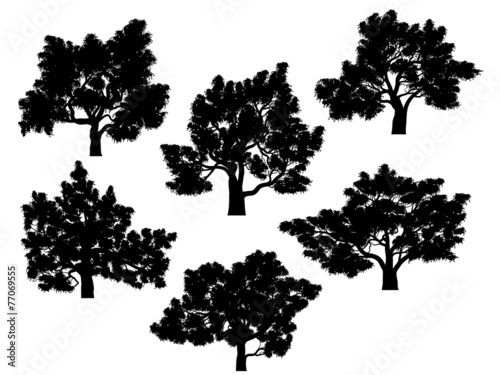 Silhouettes of oak trees with leaves.