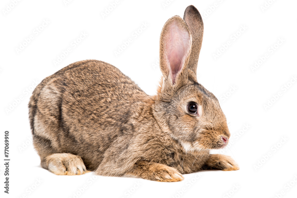 Naklejka premium Portrait of a brown rabbit