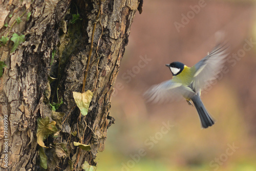 cinciallegra (Parus major) - ritratto in volo photo