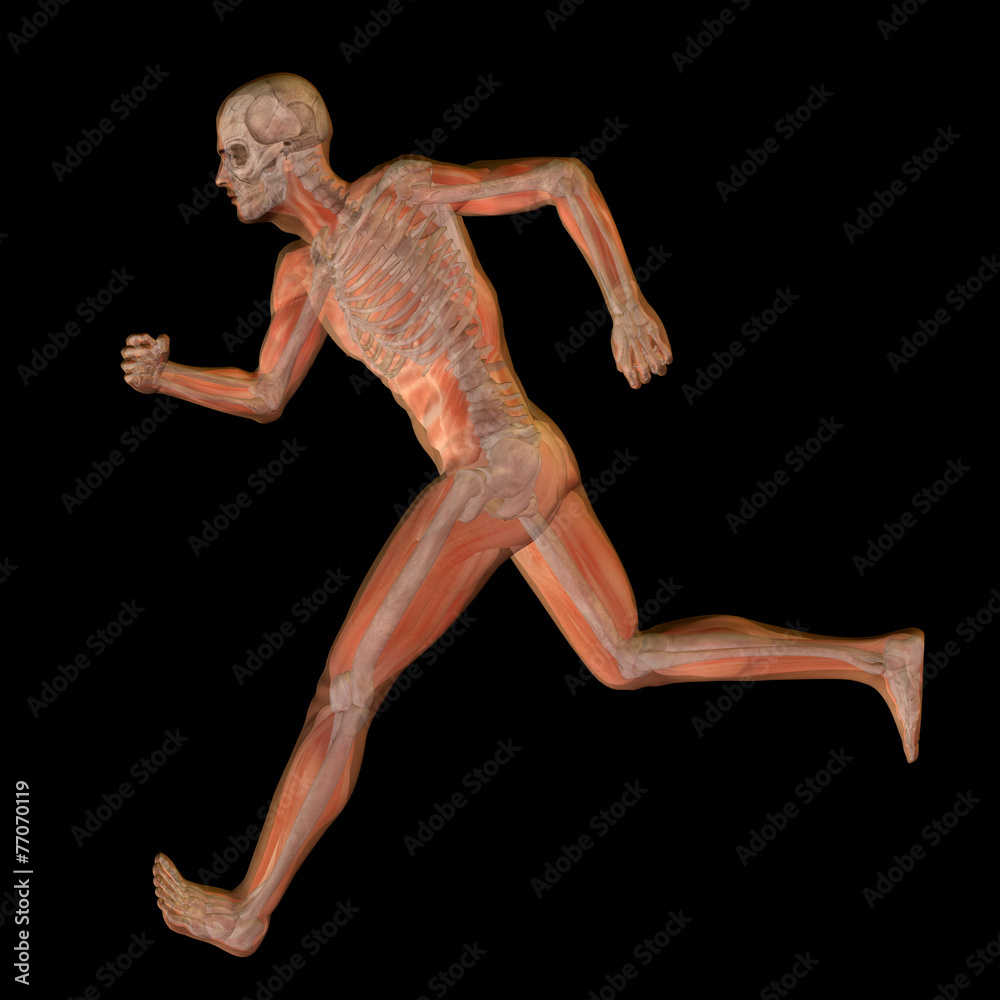 3D human male anatomy isolated 3D human male anatomy isolated