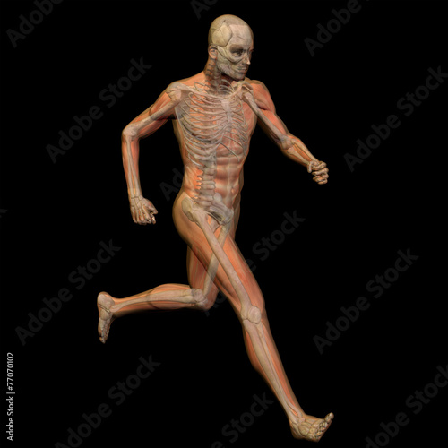 Fototapeta Naklejka Na Ścianę i Meble -  3D human male anatomy isolated