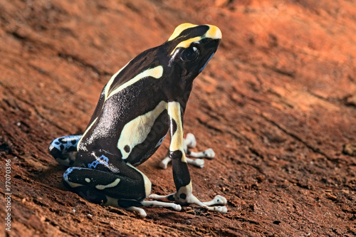 painted poison dart frog
