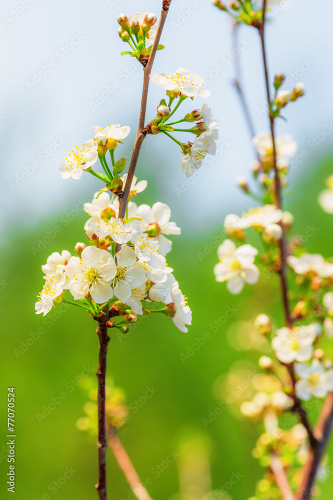 Apple tree blooming