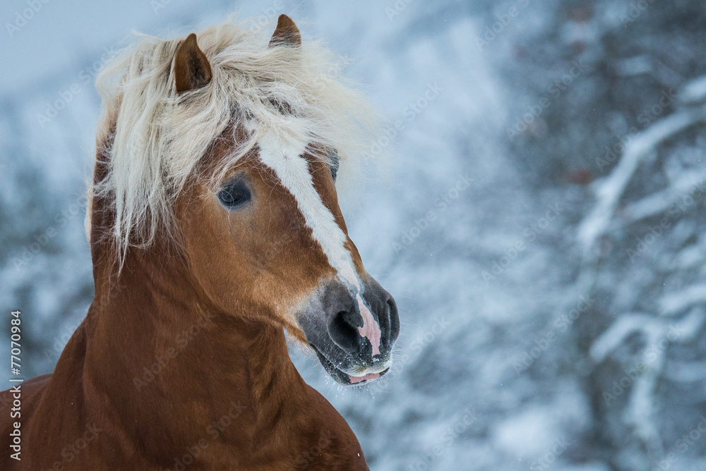 Fototapeta premium Pferd im Schnee