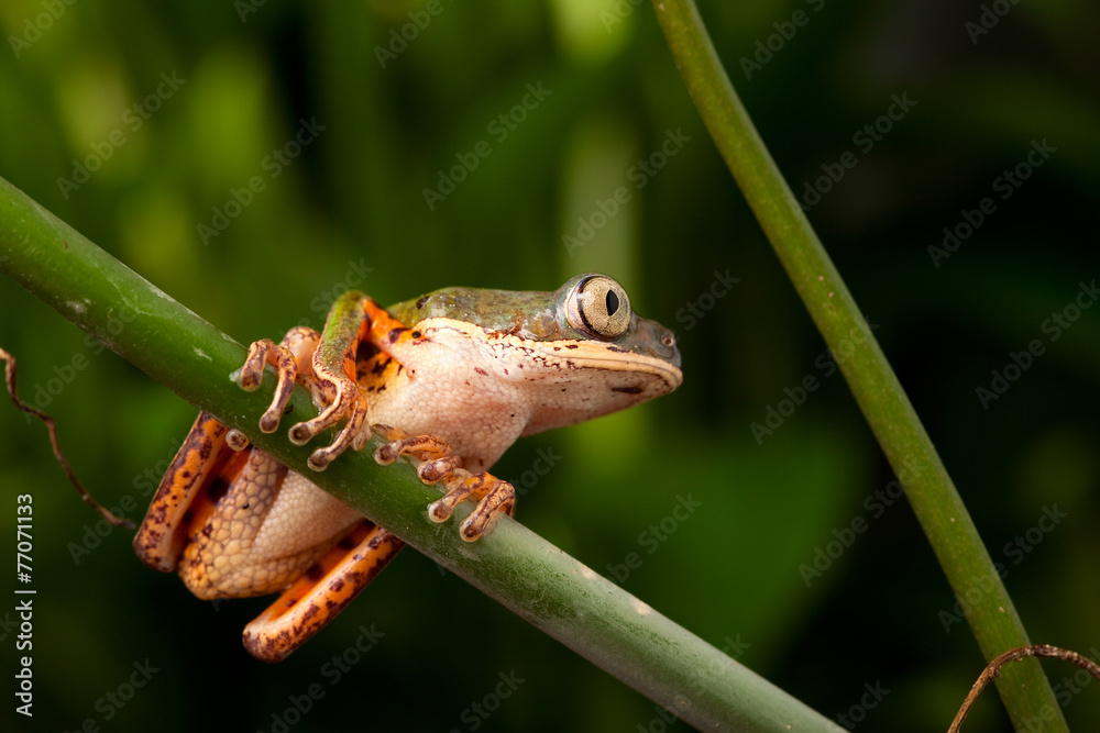 Obraz premium tree frog