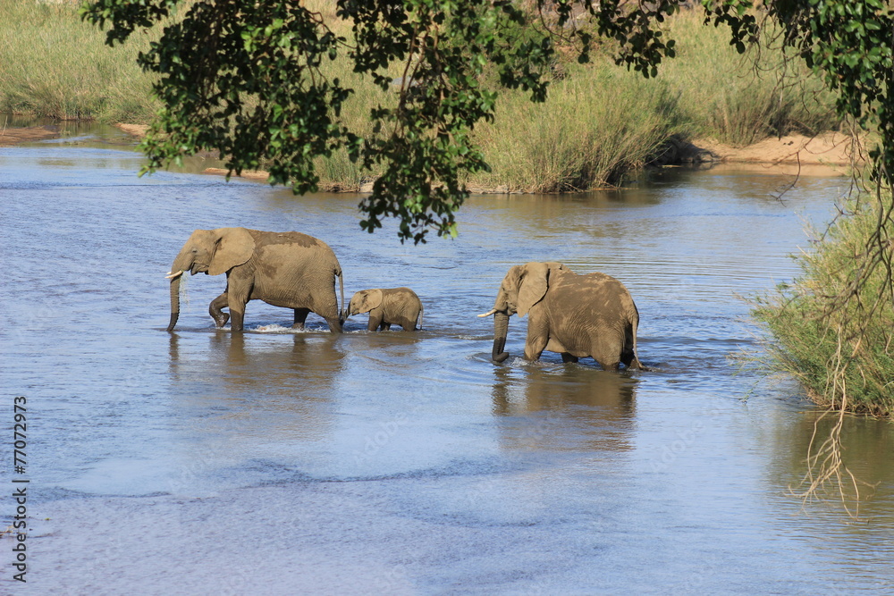 Elefantenfamilie durchquert Fluß Krüger Nationalpark Südafrika Elefantenfamilie durchquert Fluß Krüger Nationalpark Südafrika