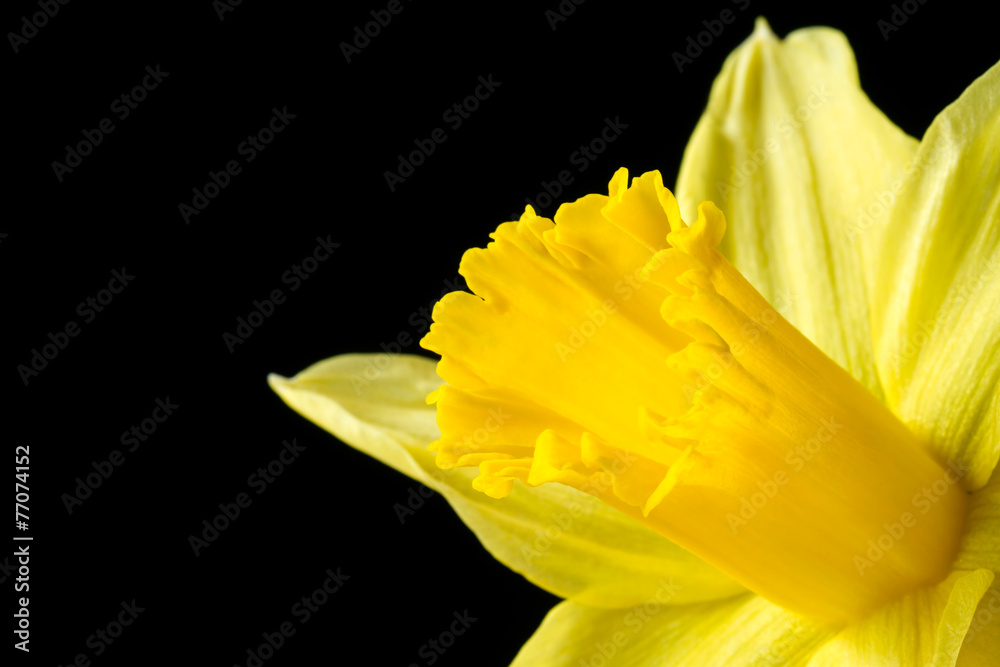 Fototapeta premium Close up image of yellow daffodil on black