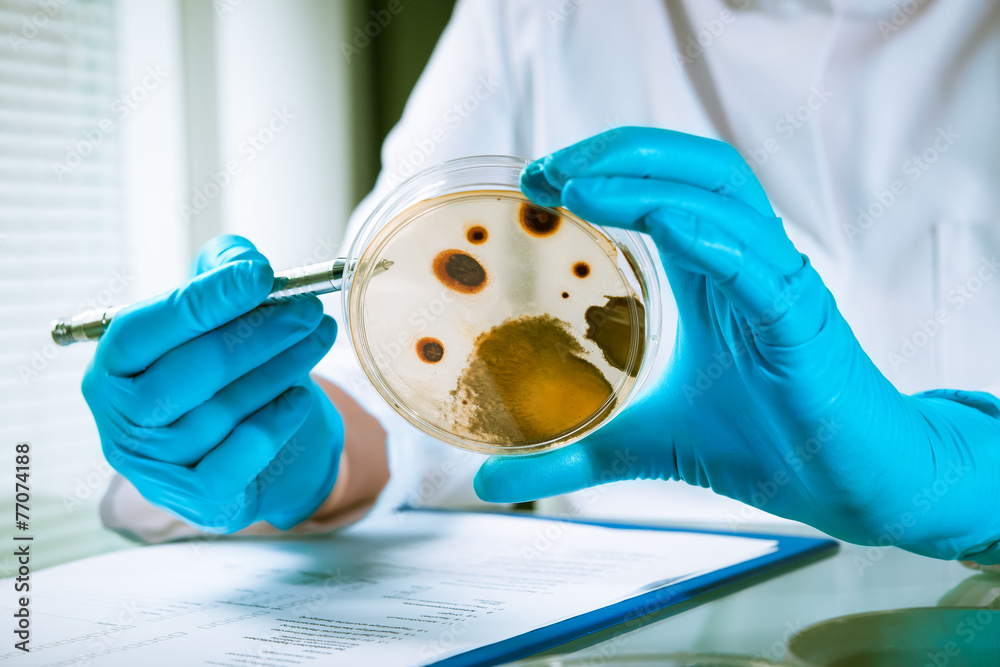 Agarplatte besiedelt mit Bakterien im Labor Stock-Foto | Adobe Stock