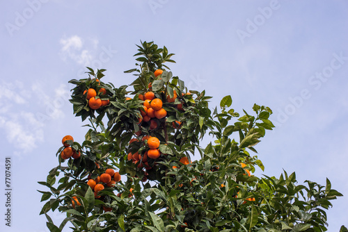Pianta di arance, mandarini, agrumi agricoltura