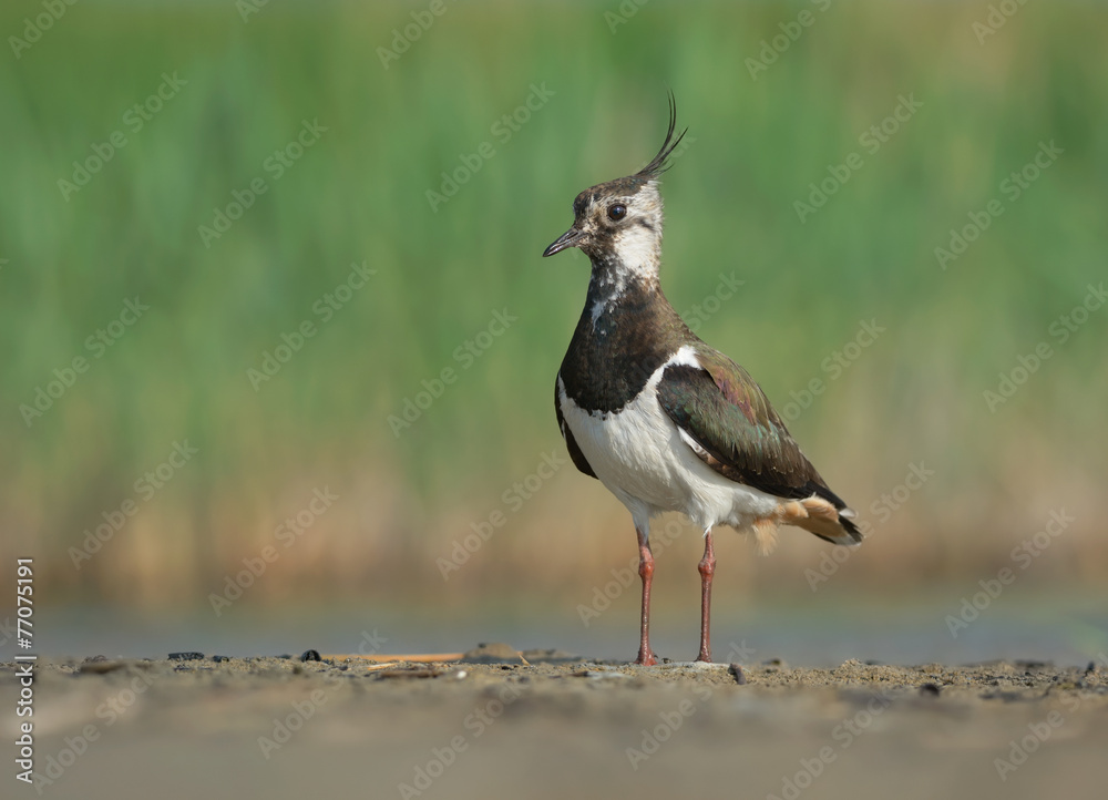 Northern Lapwing Northern Lapwing