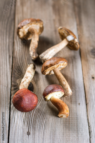 Brown-cap boletus mushrooms