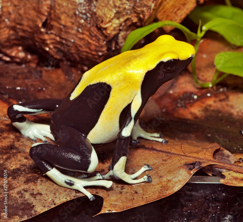 yellow poison dart frog