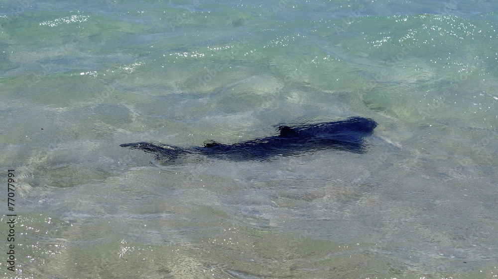 shark in shallow water