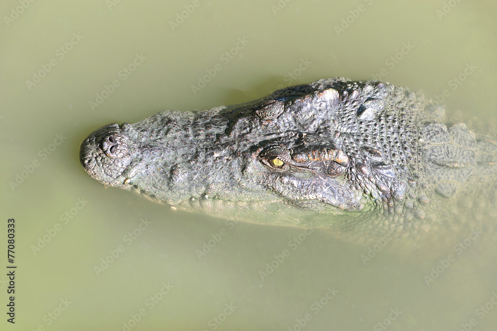 Crocodile peeking out of the water. Crocodile peeking out of the water.