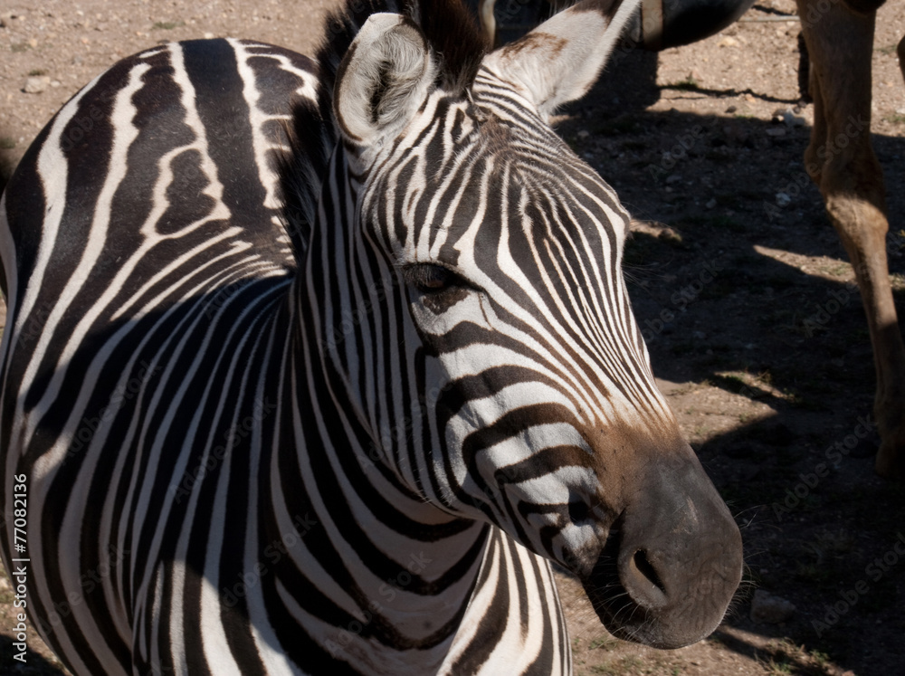 Fototapeta premium Zebra