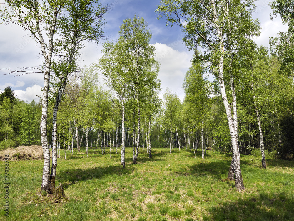 Obraz premium Birch Forest
