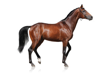 Beautiful bay horse isolated on white background