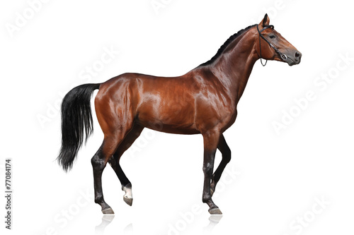 Beautiful bay horse isolated on white background