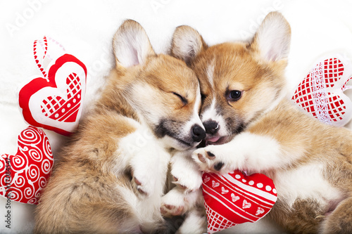 Fototapeta Naklejka Na Ścianę i Meble -  corgi