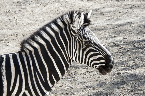 Zebra portrait