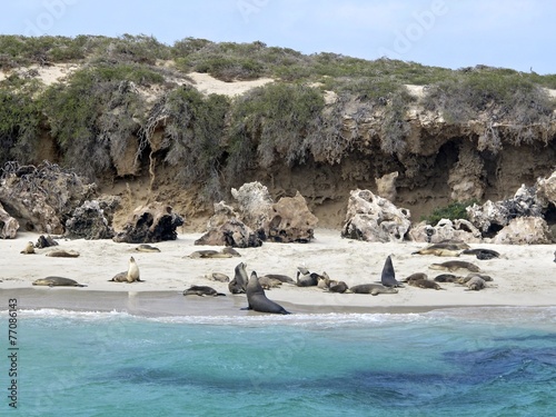 sea lion colony, Jurien Bay, West Australia photo