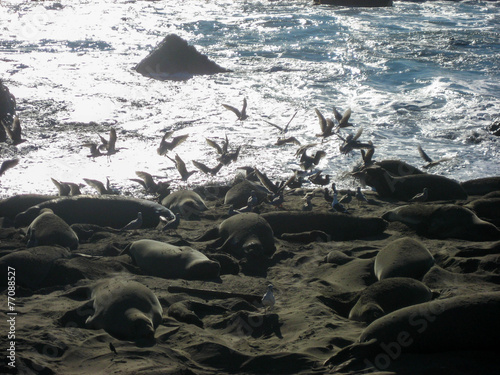 Elephant Seals on Beach with Gulls