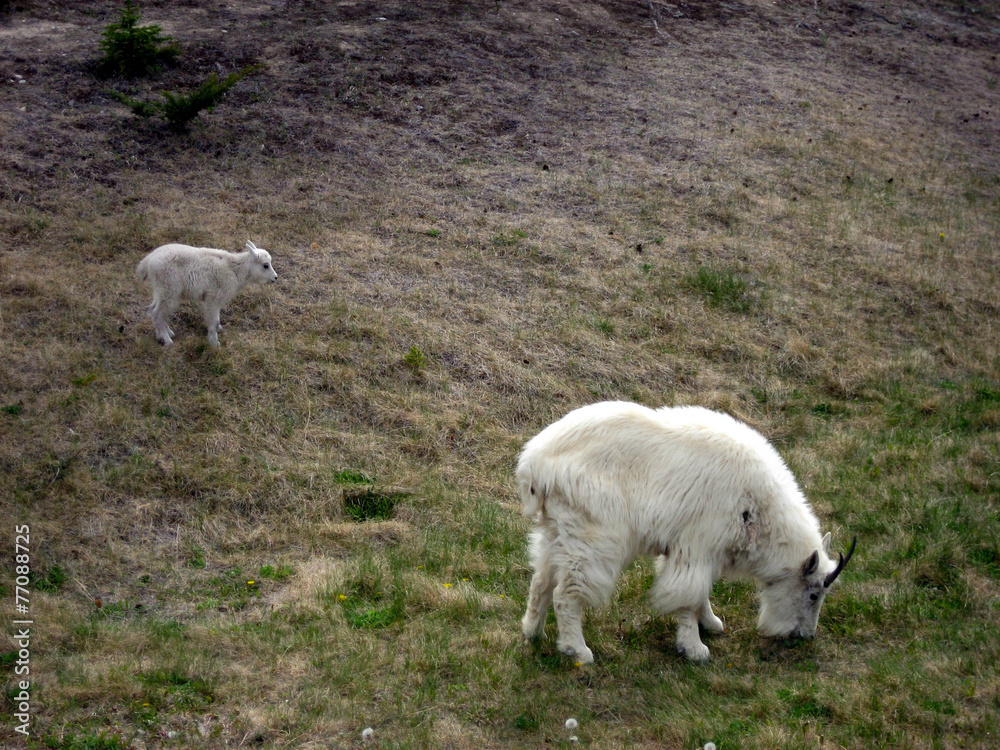 Fototapeta premium White Mountain Goat with Kid