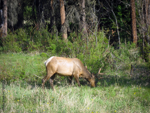 Young Elk Grazing