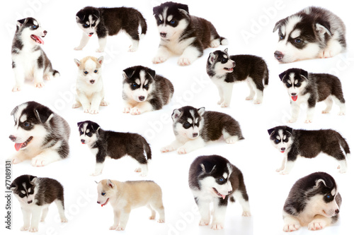 collage puppy a husky  isolated.