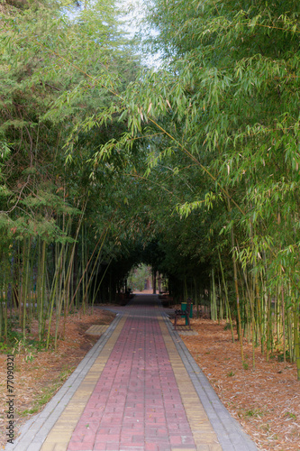 path in the shade of bamboo © Maslov Dmitry
