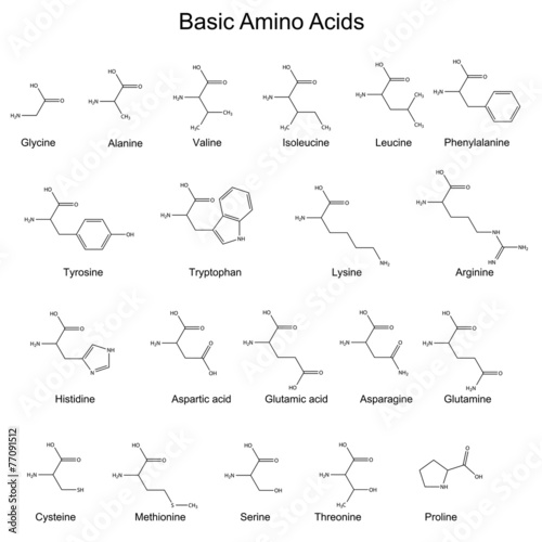 Skeletal structures of basic amino acids