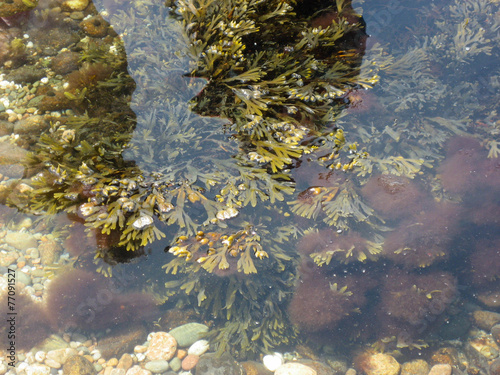 Aquatic Plants in Coastal Water