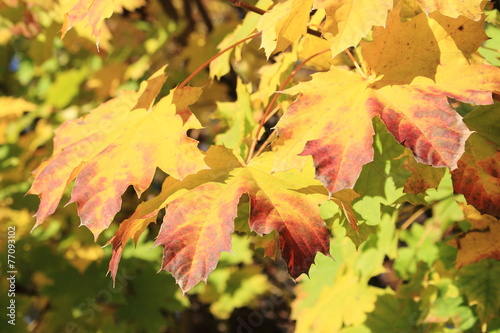 autunno caduta foglie photo