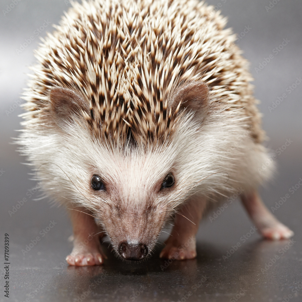 Obraz premium Angry hedgehog