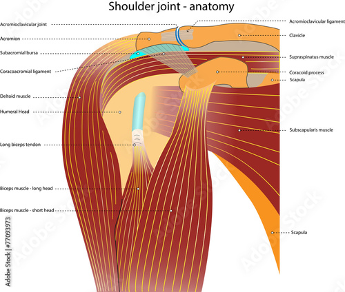 Schultergelenk – Anatomie – mit Bezeichnung photo