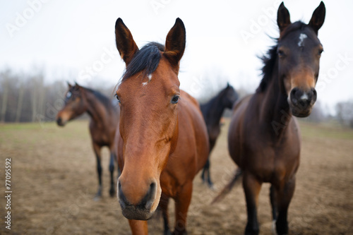 Fototapeta Naklejka Na Ścianę i Meble -  Horses on the meadow